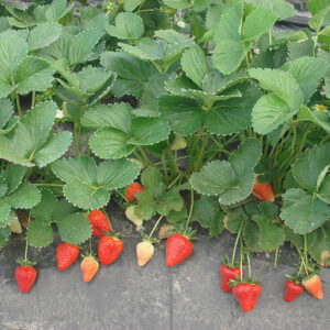fragola scala pianta